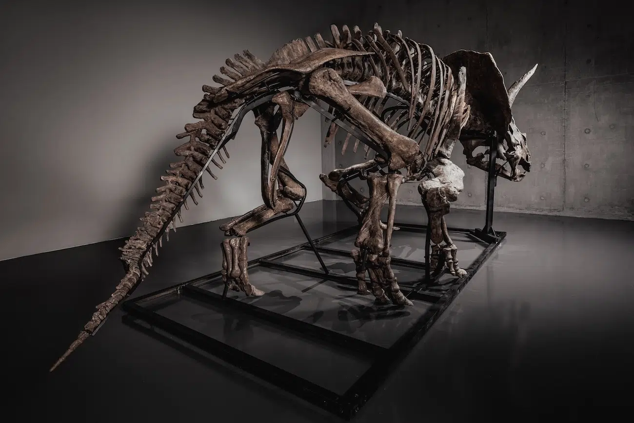 Trey the Triceratops in an Auction by Joopiter