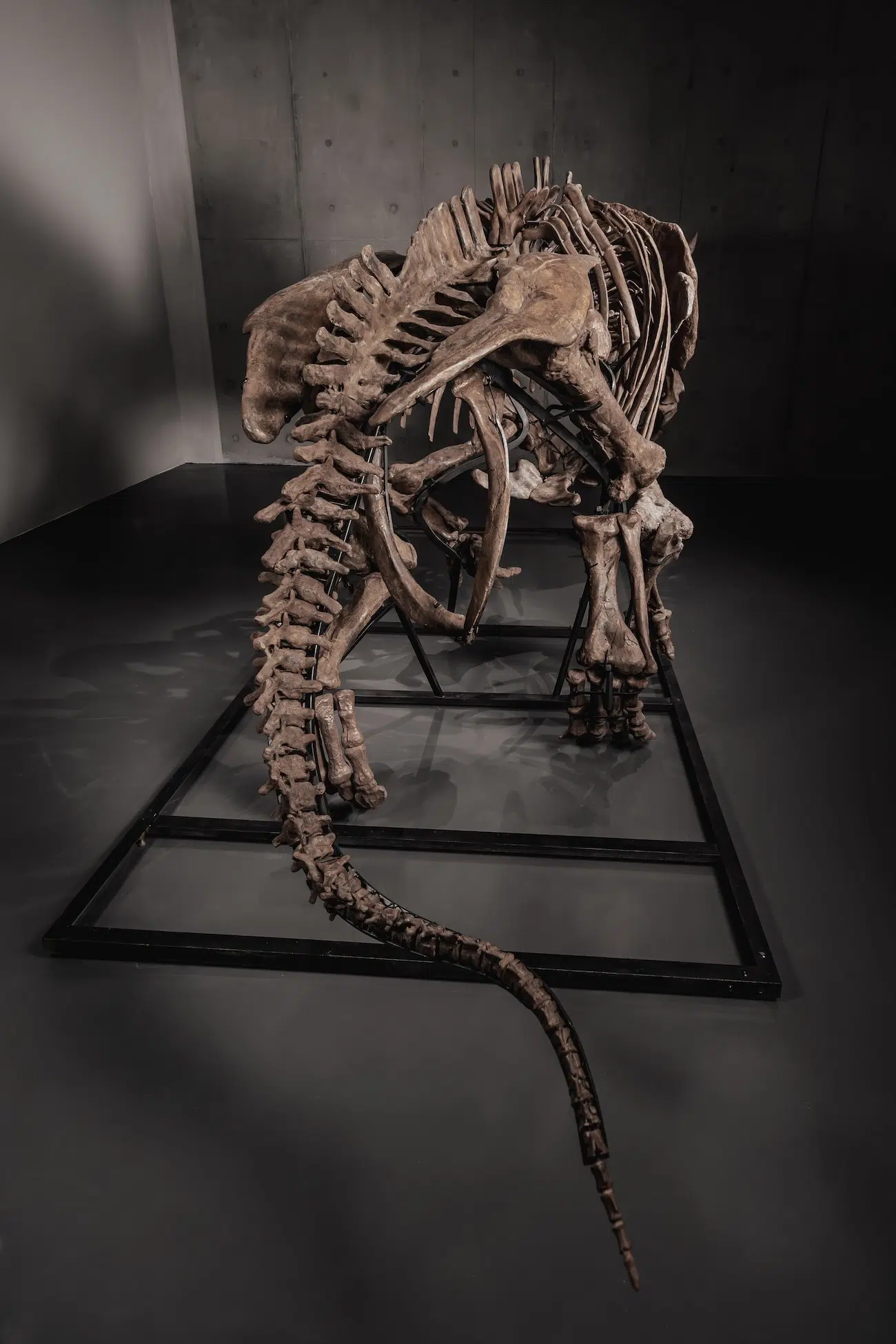 Trey the Triceratops in an Auction by Joopiter