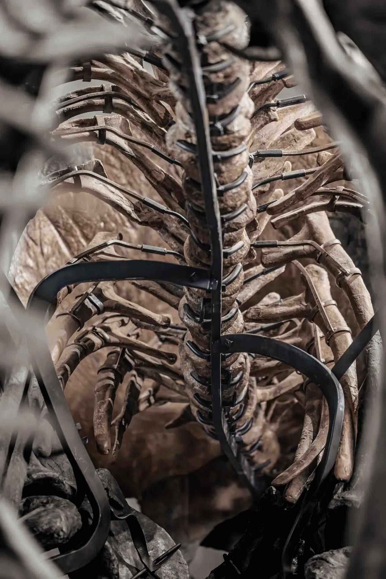 Trey the Triceratops in an Auction by Joopiter