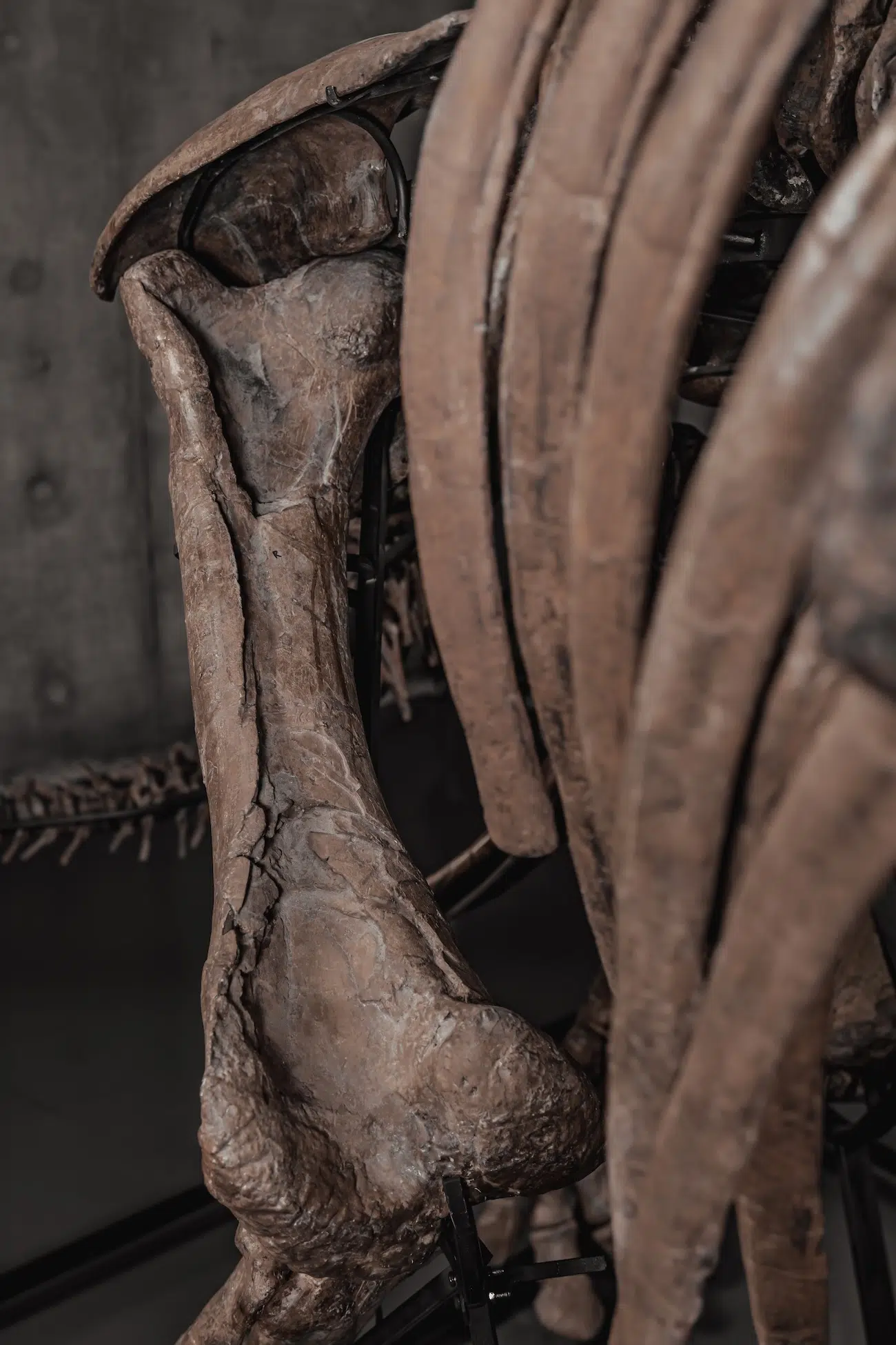 Trey the Triceratops in an Auction by Joopiter