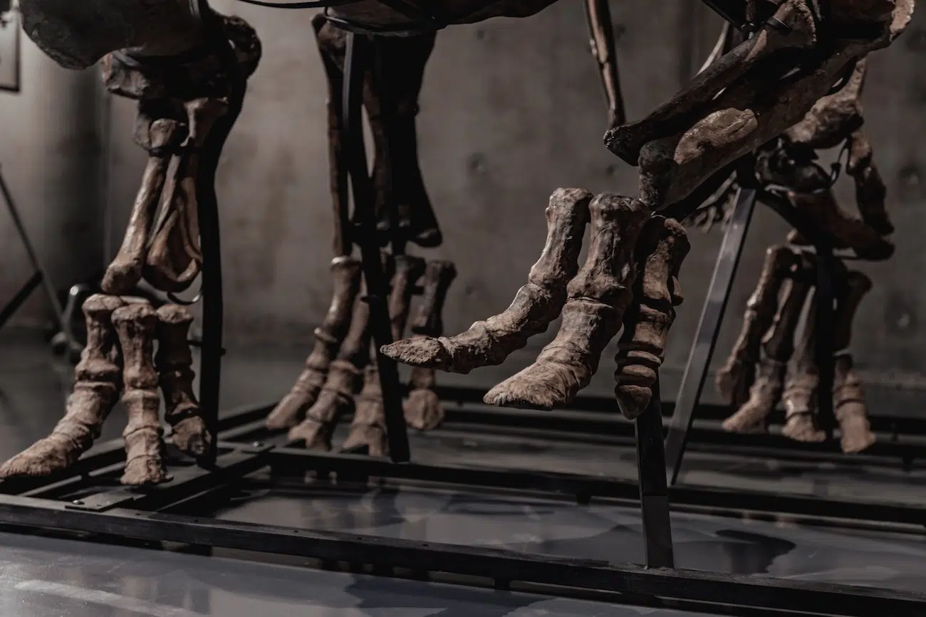 Trey the Triceratops in an Auction by Joopiter