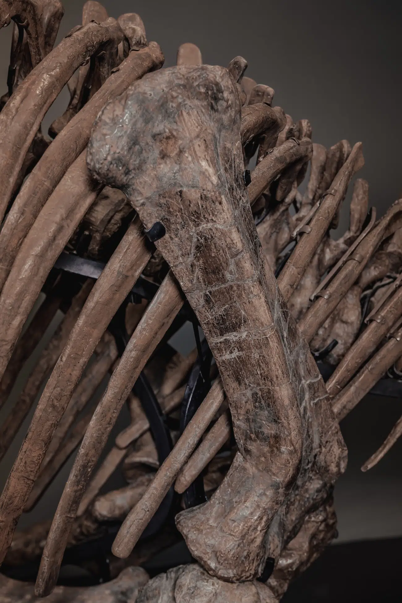 Trey the Triceratops in an Auction by Joopiter