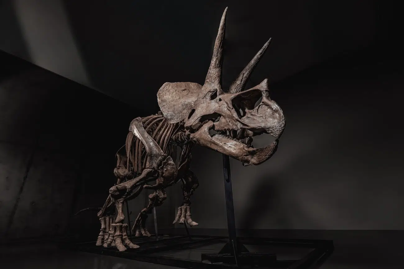 Trey the Triceratops in an Auction by Joopiter