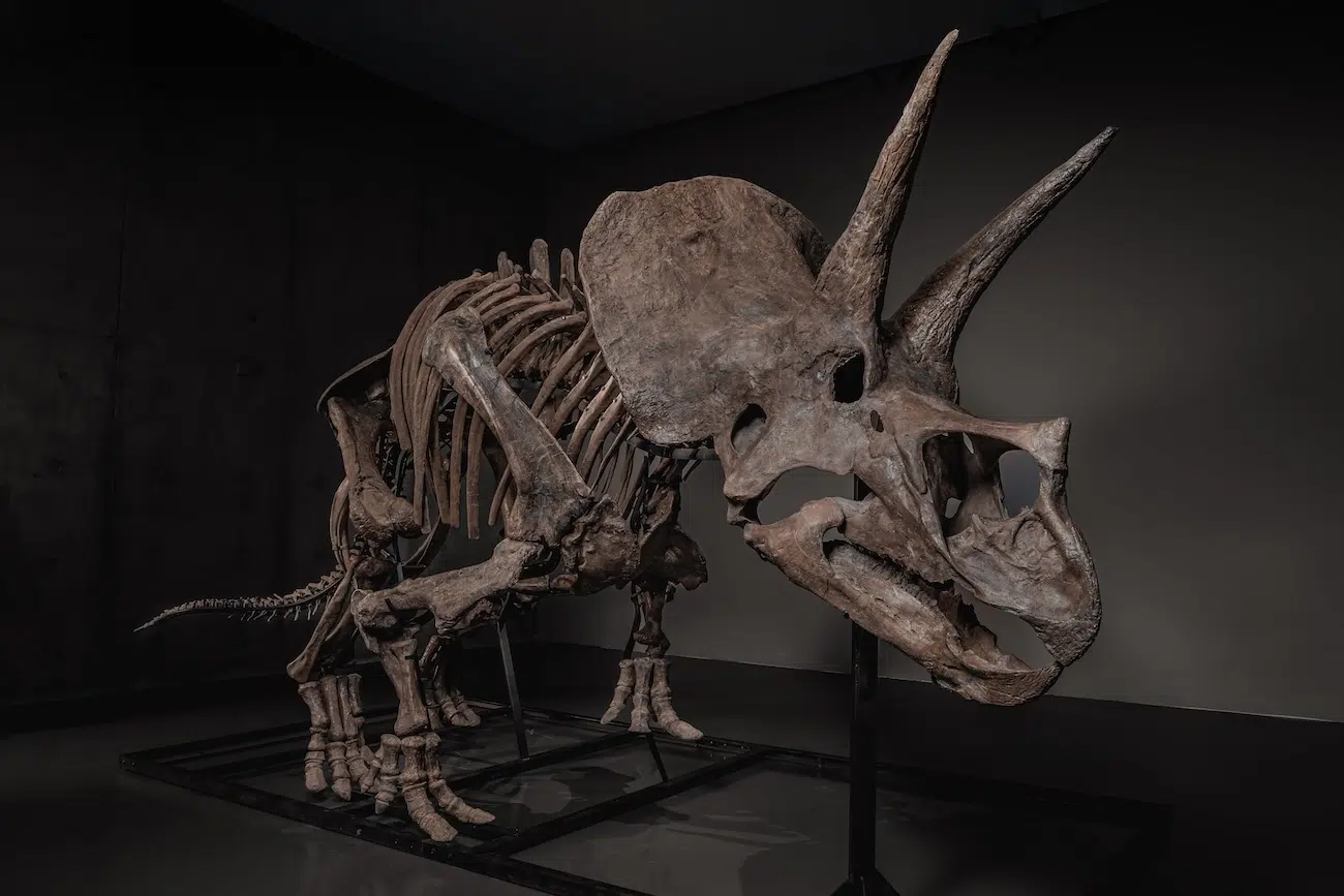 Trey the Triceratops in an Auction by Joopiter