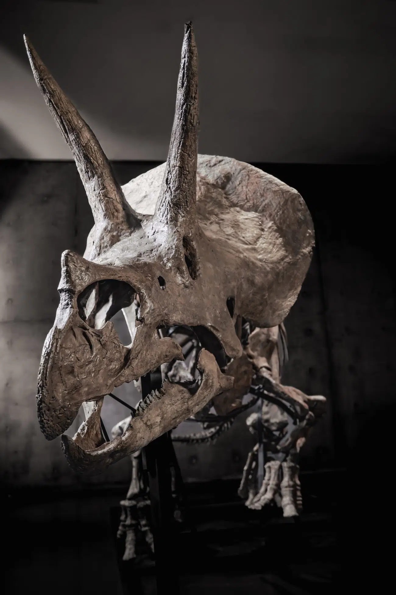 Trey the Triceratops in an Auction by Joopiter