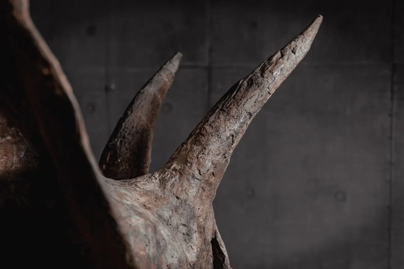 Trey the Triceratops in an Auction by Joopiter