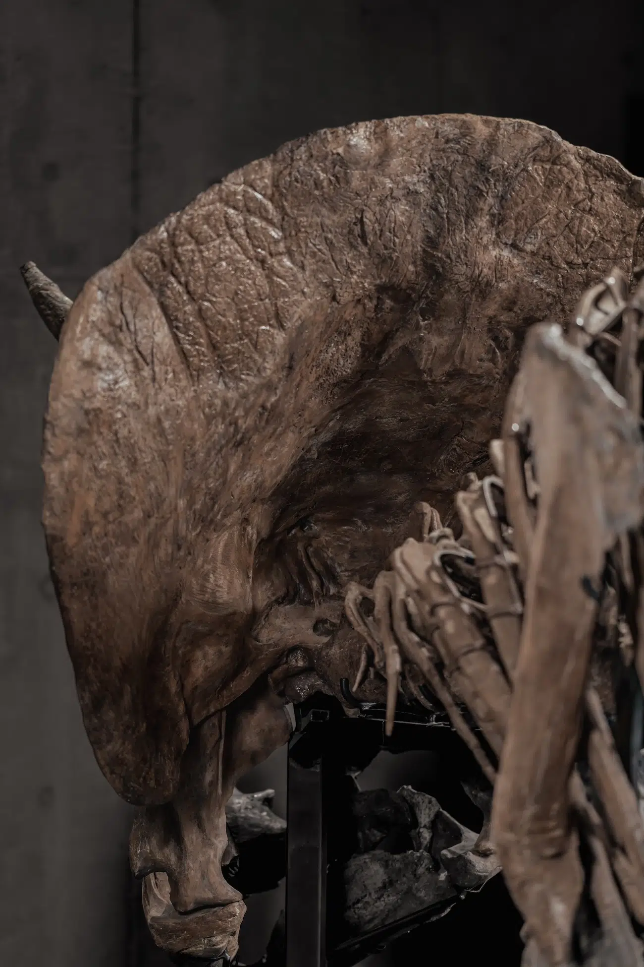 Trey the Triceratops in an Auction by Joopiter