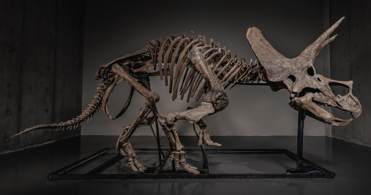 “Trey” the Triceratops Skeleton Sells for $5.5 Million, Setting an Online Auction Record