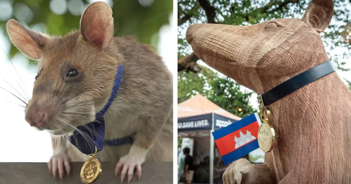 Landmine-Sniffing Rat Who Saved Countless Lives in Cambodia Is Honored With a Statue