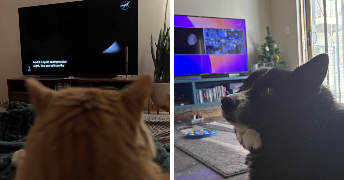 People Are Sharing Proof Their Pets Watched Artemis II—and NASA Is Responding