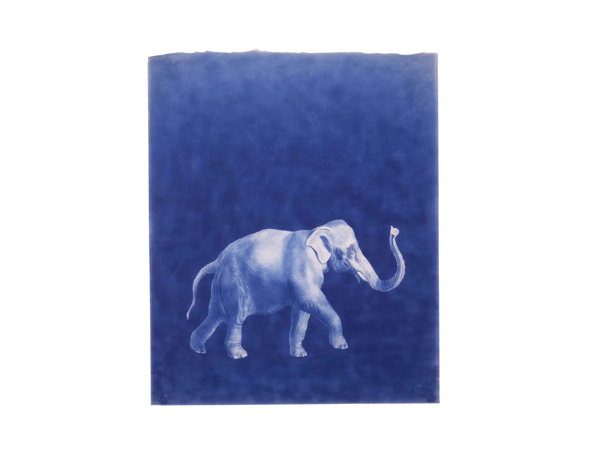 Ligorano Reese, “Indian Elephant (Elephas maximus indicus),” 2024. Cyanotype on Japanese Sekish 30g paper