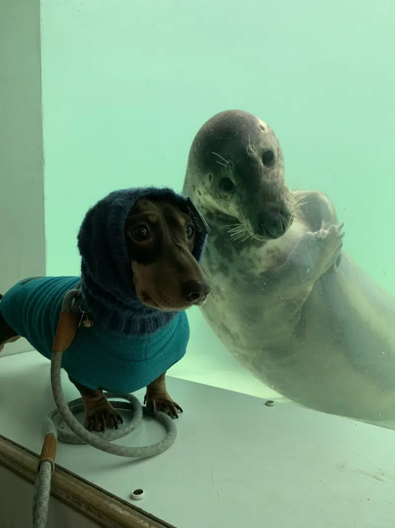 Stanley the dog and Aayla the seal