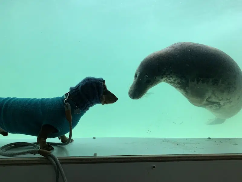Stanley the dog and Aayla the seal