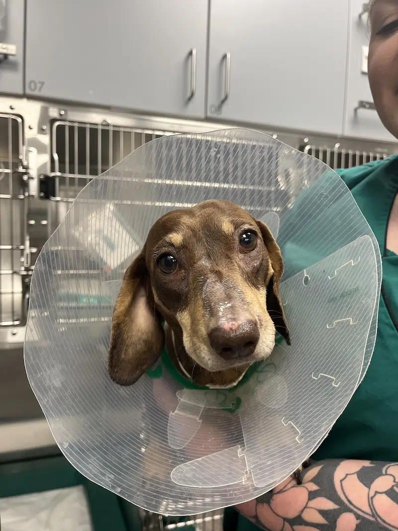 Stanley the Dachshund