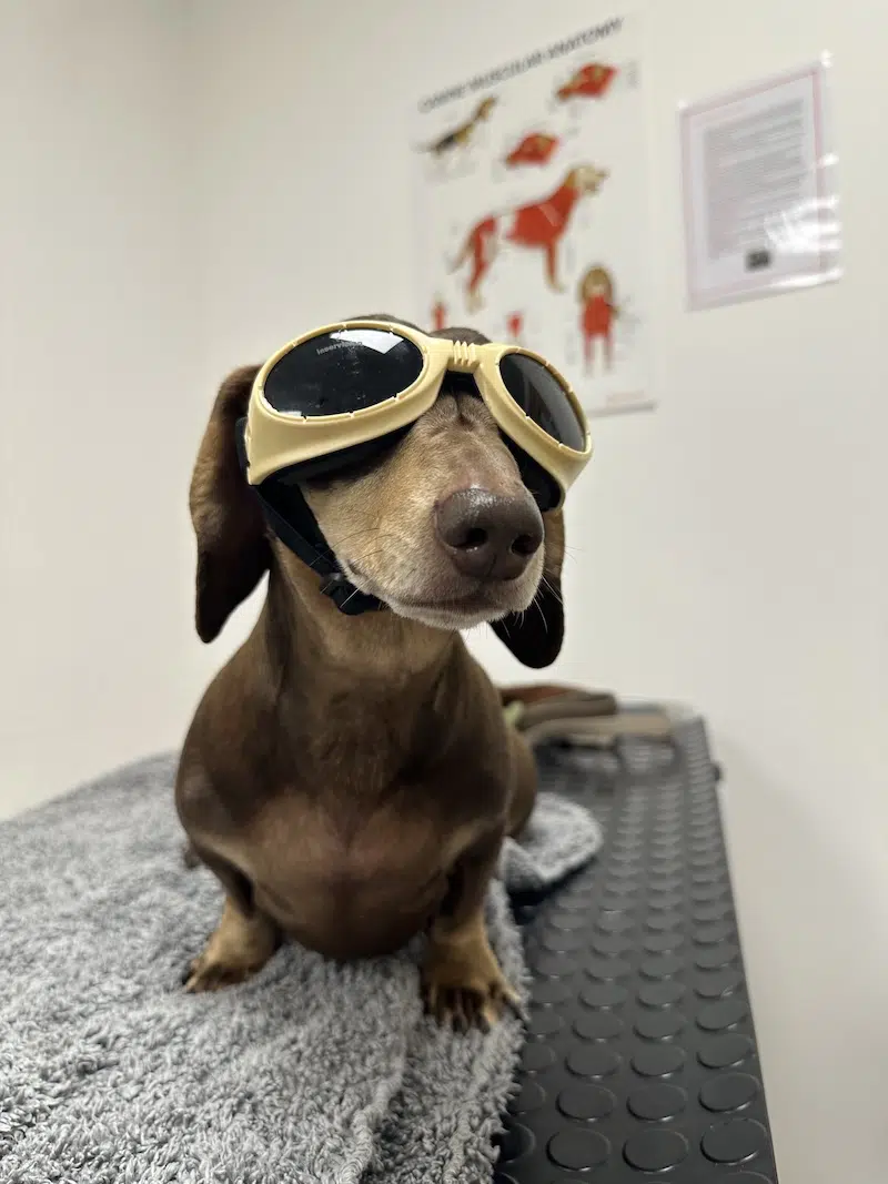 Stanley the Dachshund