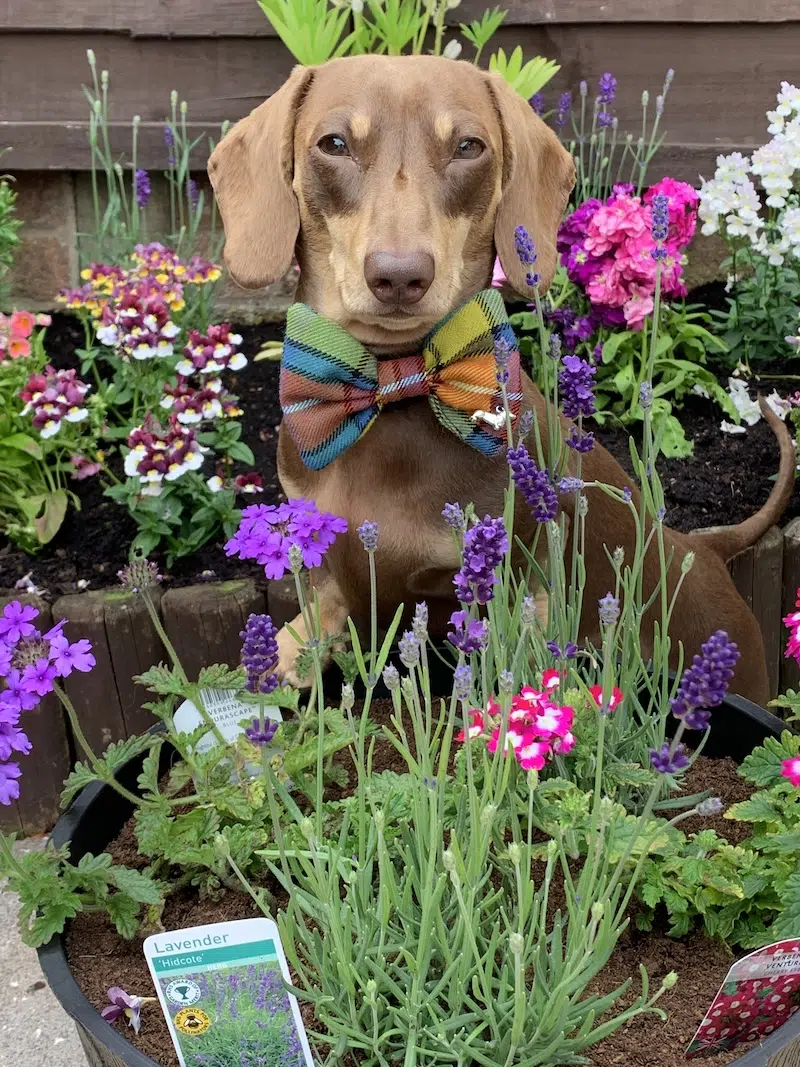 Stanley the Dachshund