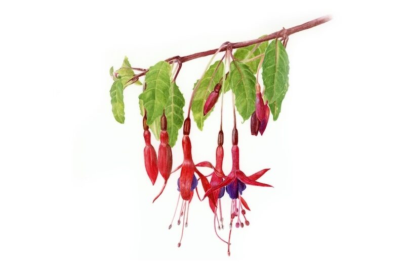 Botanical Watercolor Painting