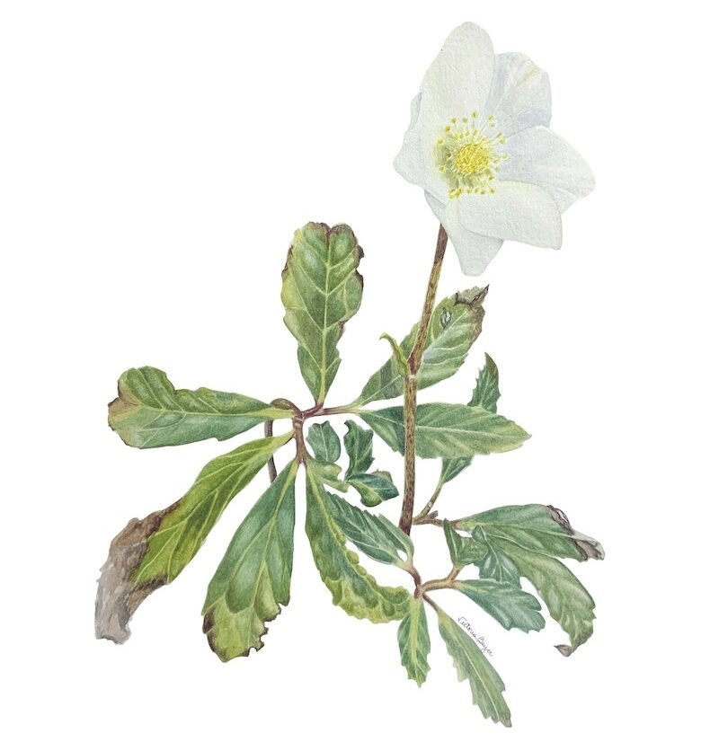 Botanical Watercolor Painting