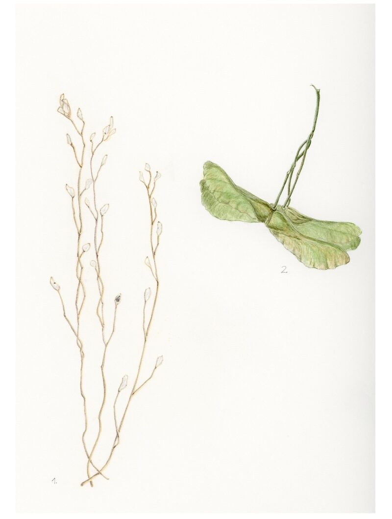 Botanical Watercolor Painting