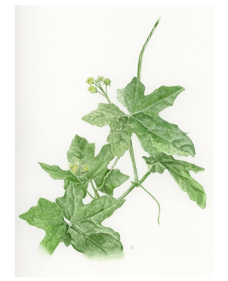 Botanical Watercolor Painting