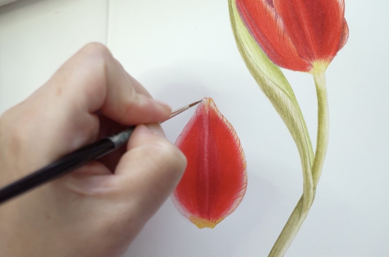 Botanical Watercolor Painting