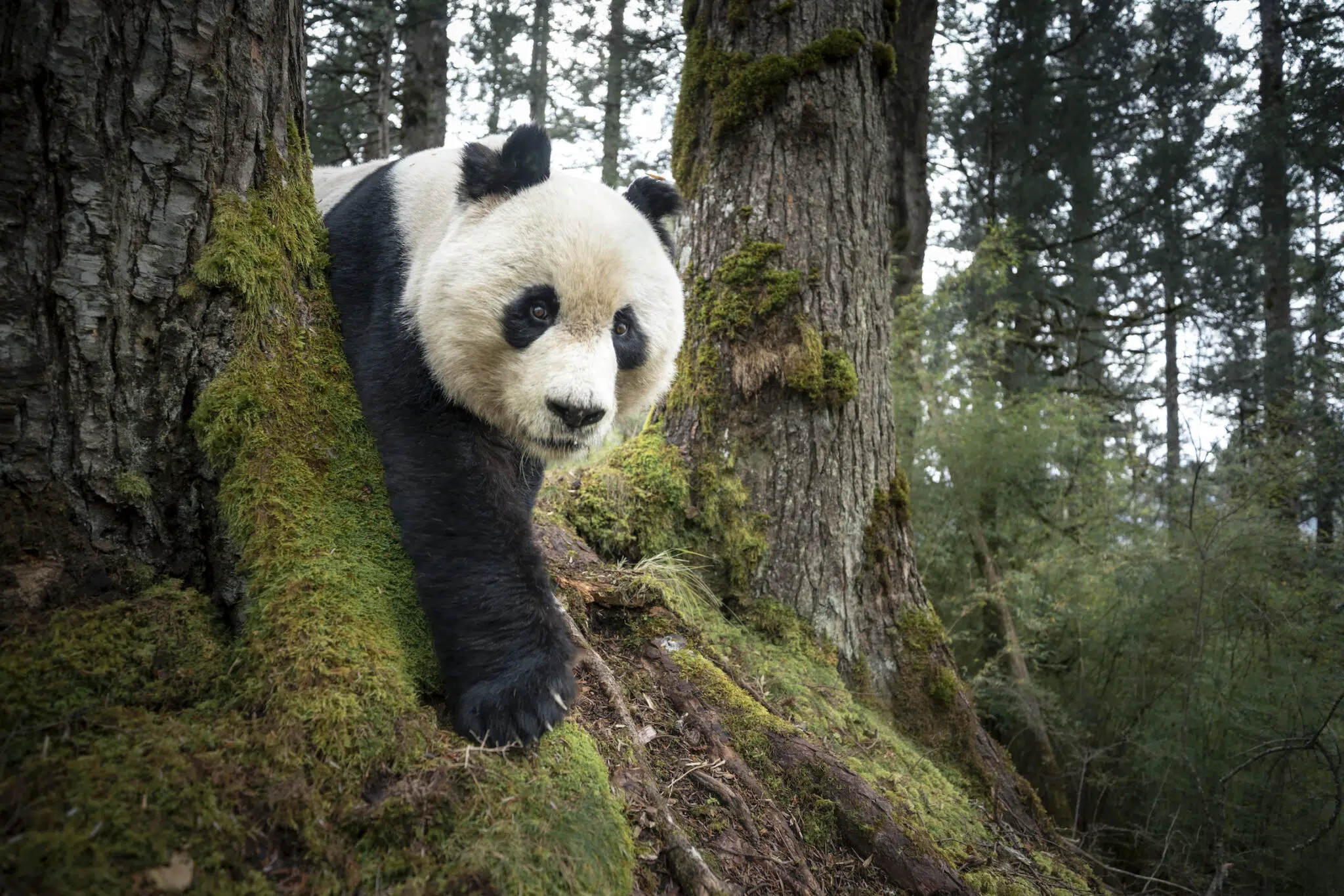 Rob G. Green, &ldquo;Mountain Resident of Wanglang,&rdquo; for National Geographic Society. A wild giant panda is captured by a camera trap in the Wanglang National Nature Reserve. Sichuan, China, November 11, 2025.