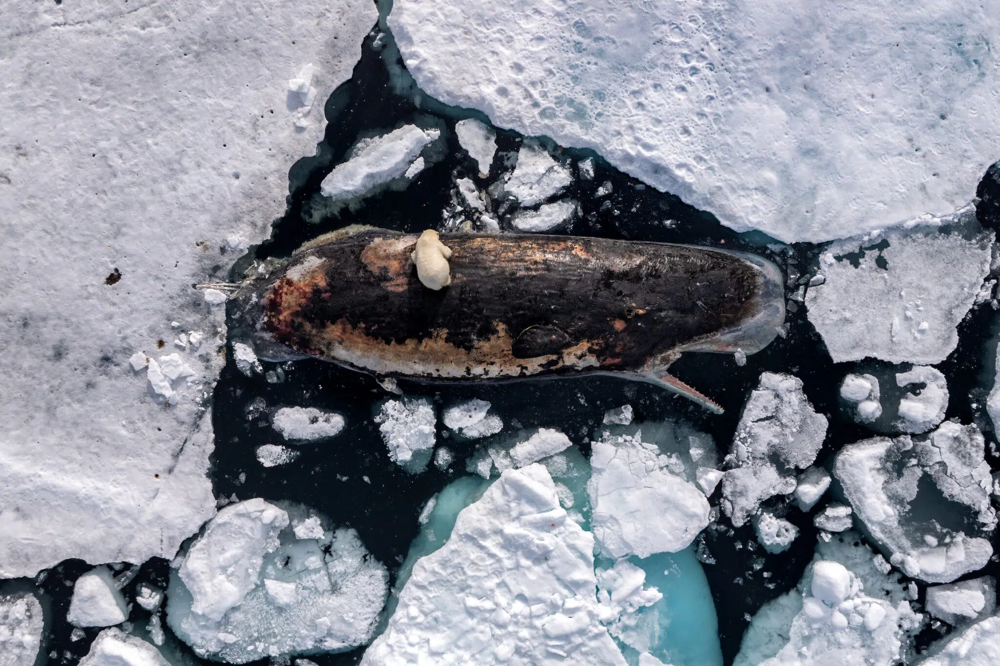 Roie Galitz, &ldquo;Polar Bear on Sperm Whale.&rdquo; A female polar bear feeds on a sperm whale carcass in the polar pack ice north of the Norwegian archipelago, Svalbard. 82&deg; North, International Waters, July 8, 2025.