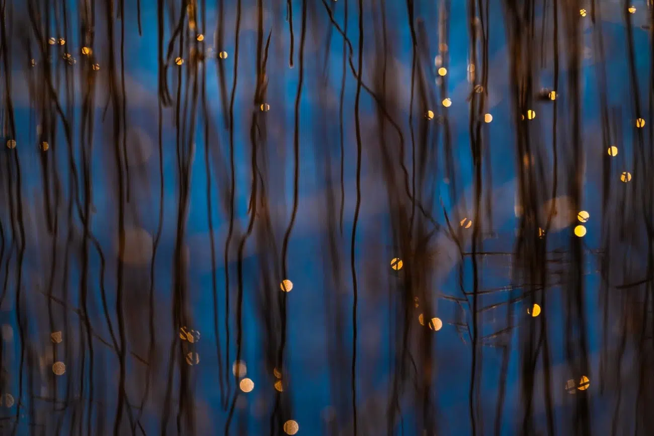 GDT Nature Photographer of the Year 2026