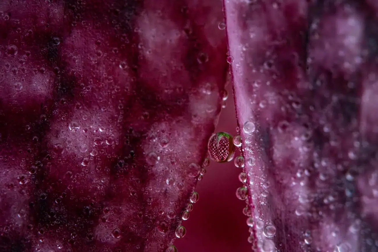 GDT Nature Photographer of the Year 2026