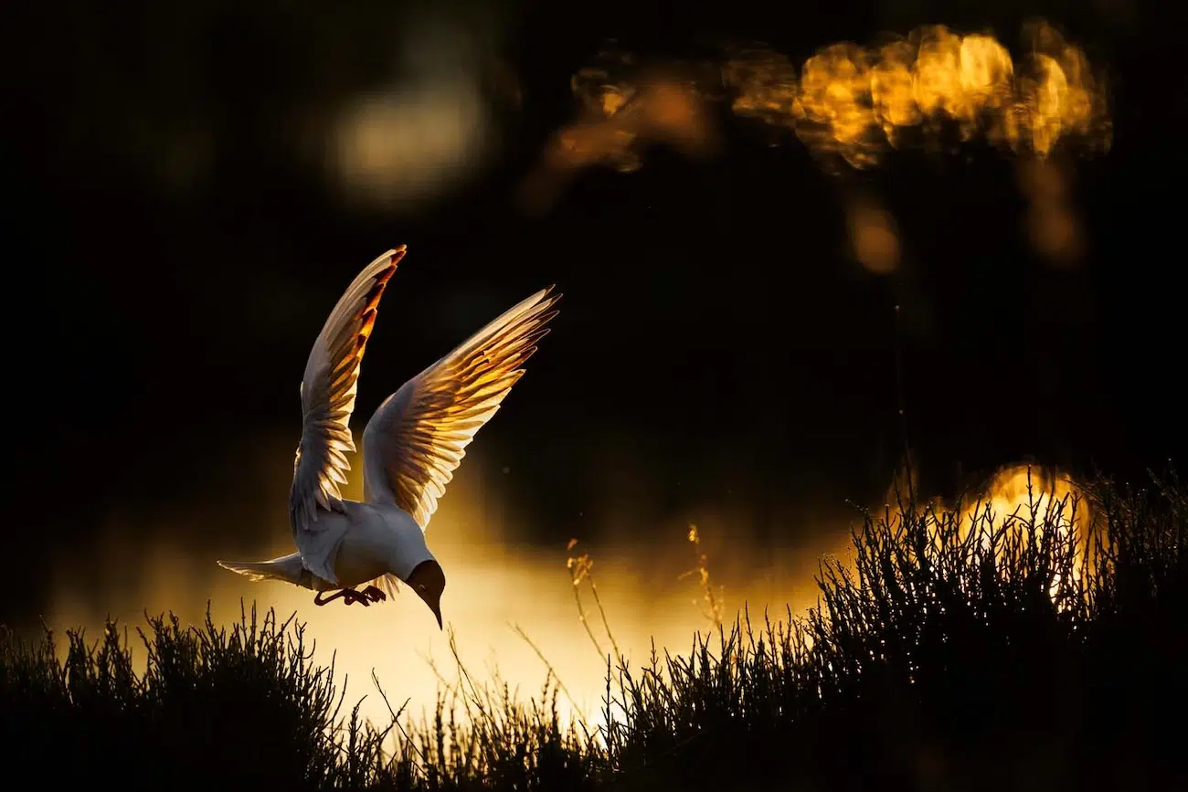 GDT Nature Photographer of the Year 2026