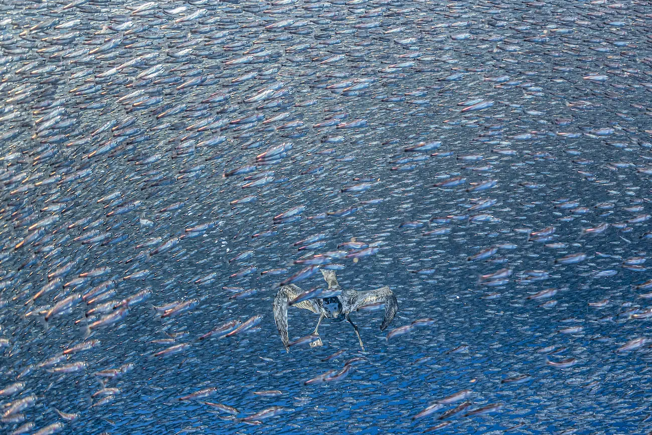 &ldquo;Shearwater&rsquo;s Dilemma&rdquo; by Henley Spiers. Category Winner, Ocean, 2026 Environmental Photography Award.