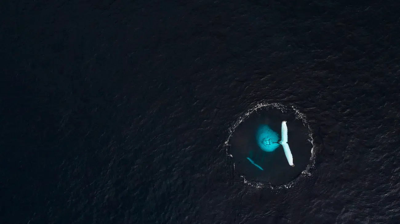&ldquo;Up is Down&rdquo; by Arnaud Farr&eacute;. Runner-Up, Ocean, 2026 Environmental Photography Award.
