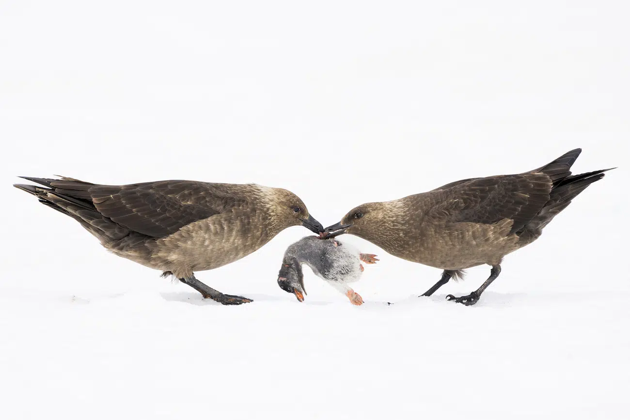 &ldquo;Penguin Feast&rdquo; by Lucas Bustamante. Runner-Up, Polar Regions, 2026 Environmental Photography Award.