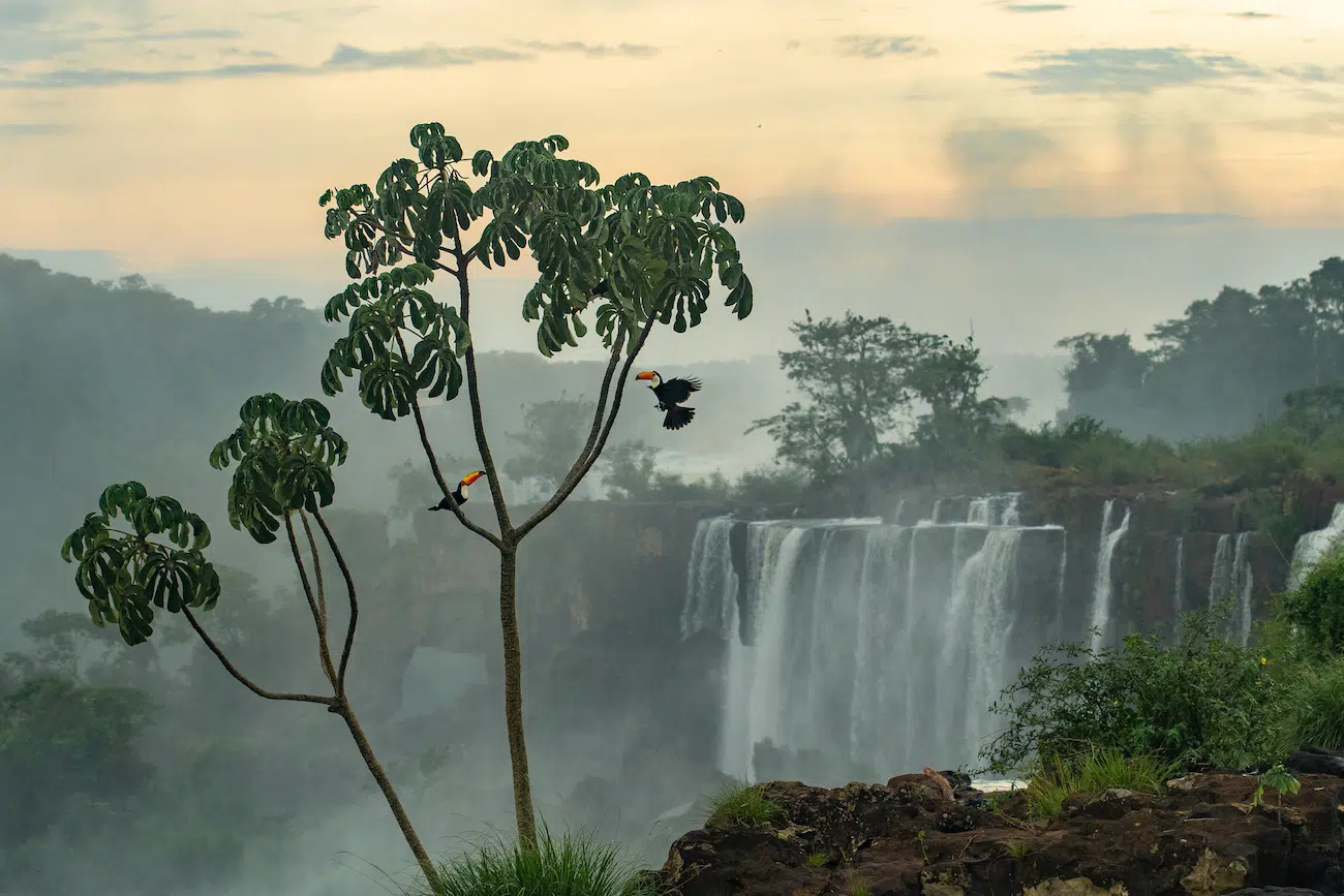 &ldquo;Spirits of the Falls&rdquo; by Arnaud Farr&eacute;. Category Winner, Forests, 2026 Environmental Photography Award.