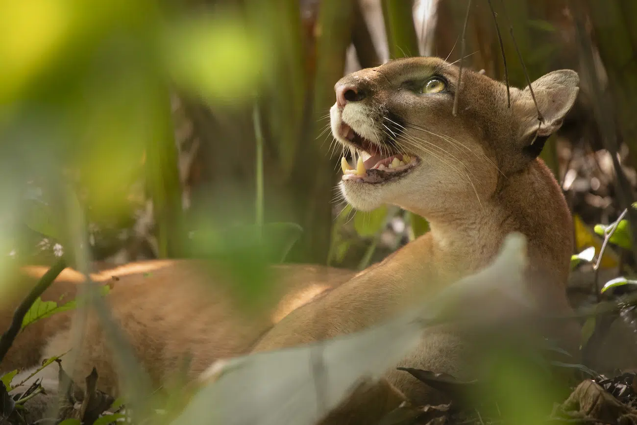 &ldquo;Predator&rsquo;s Gaze&rdquo; by Luca Eberle. Runner-Up, Forests, 2026 Environmental Photography Award.
