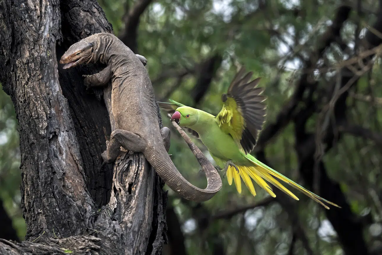 &ldquo;Parakeet Bitting Monitor Lizard&rdquo; by Hira Punjabi. Runner-Up, Forests, 2026 Environmental Photography Award.