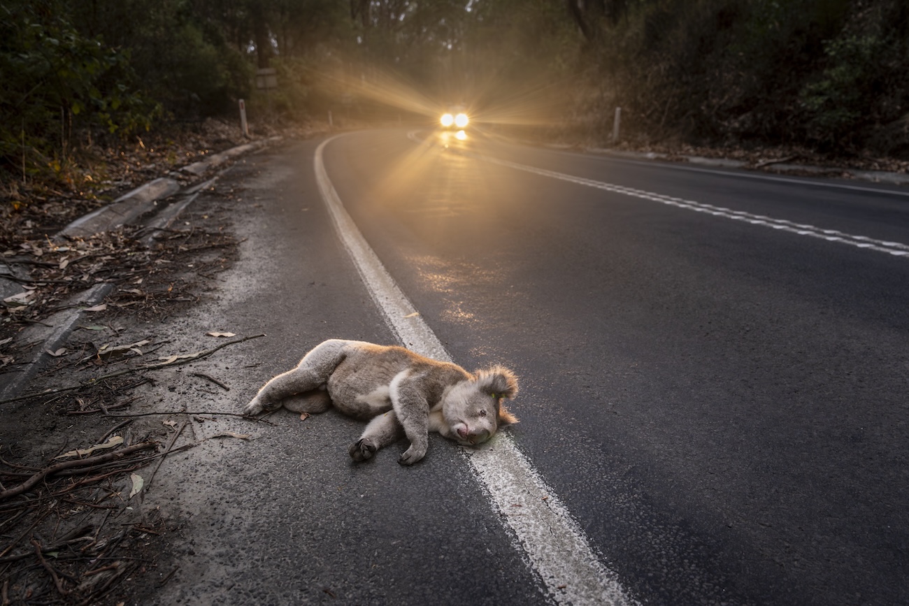&ldquo;Koalas are Dying for You to Slow Down&rdquo; by Doug Gimesy. Public Award Winner, 2026 Environmental Photography Award.