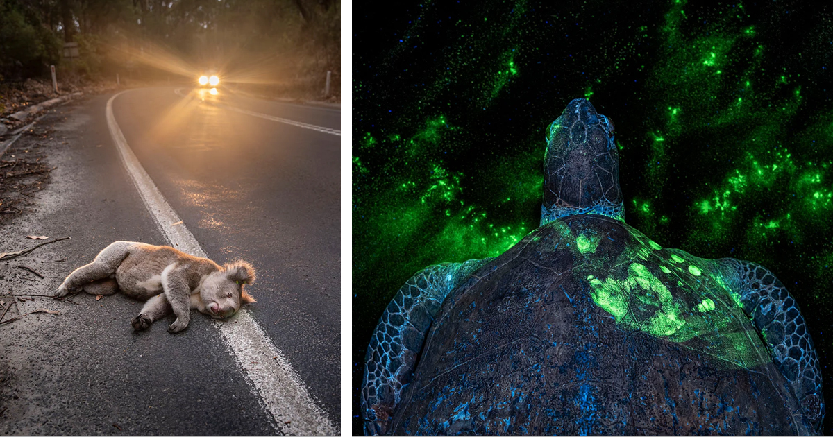 Haunting and Hopeful Images Win the 2026 Environmental Photography Award