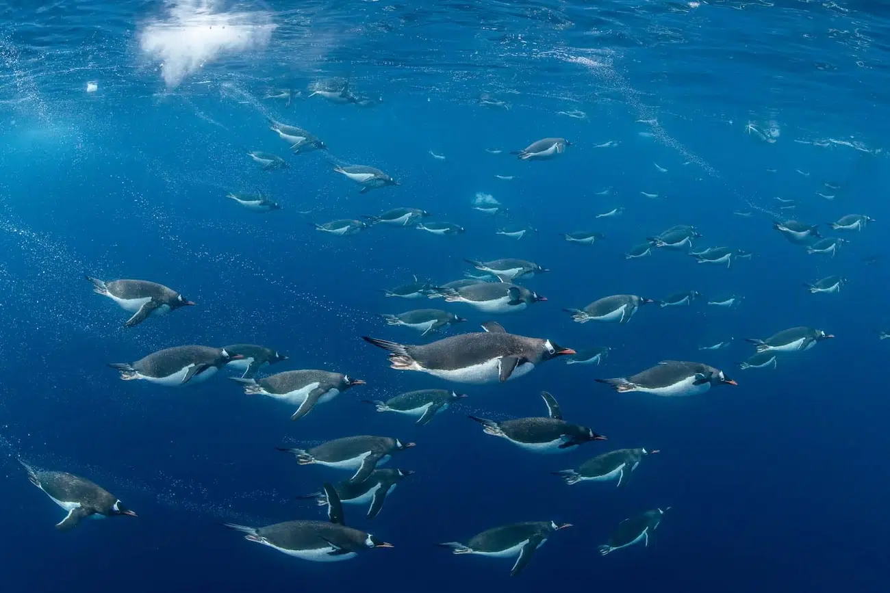 GDT Nature Photographer of the Year 2026