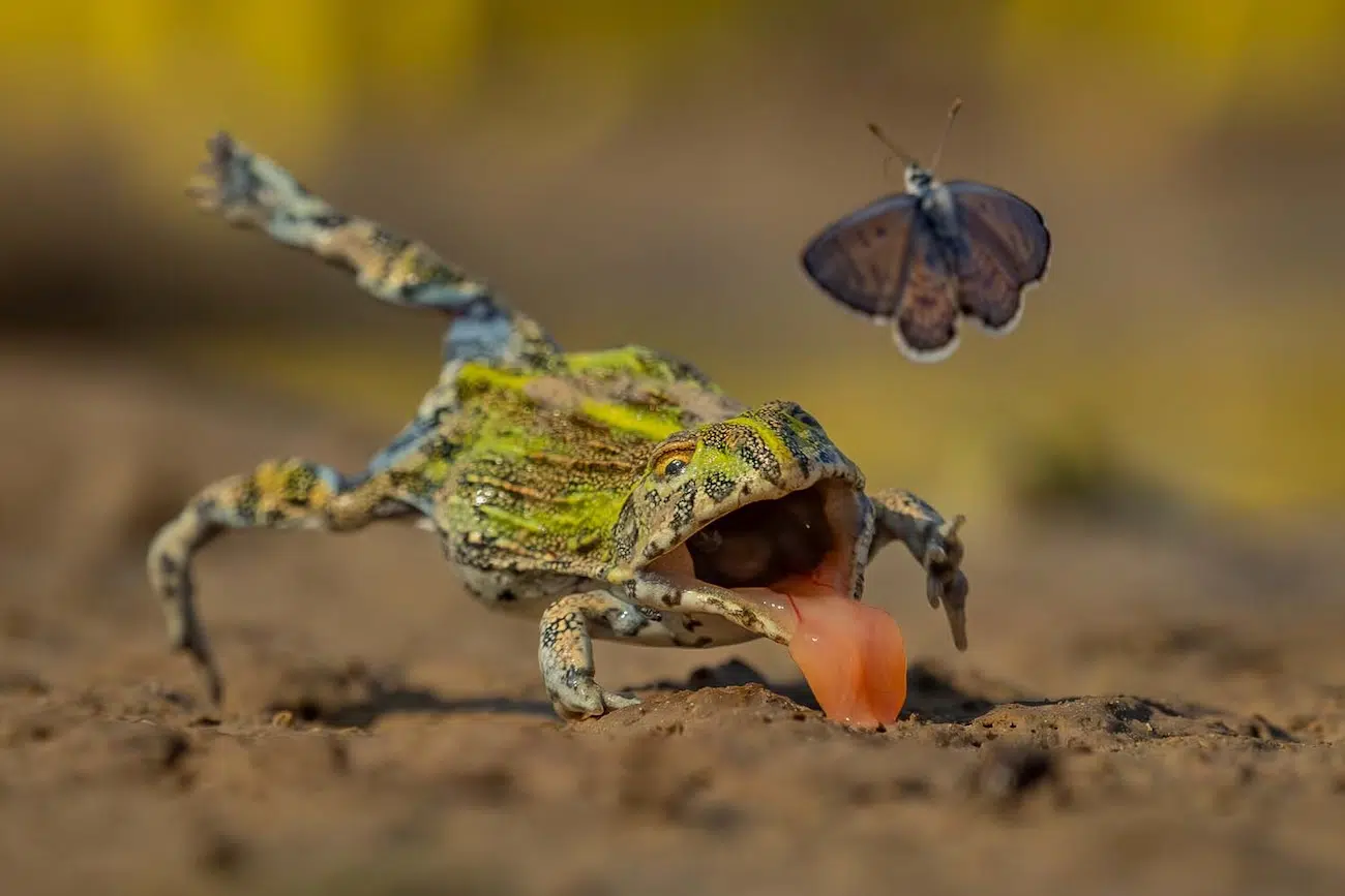 GDT Nature Photographer of the Year 2026