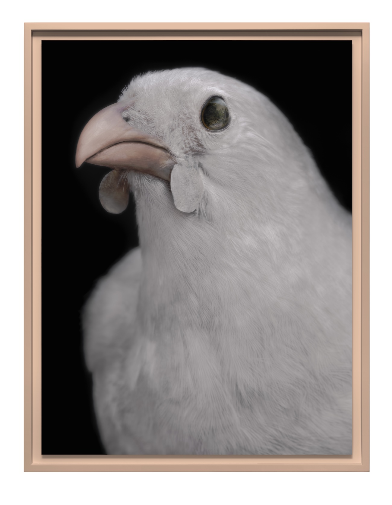 headshot of a white bird with a pink beak