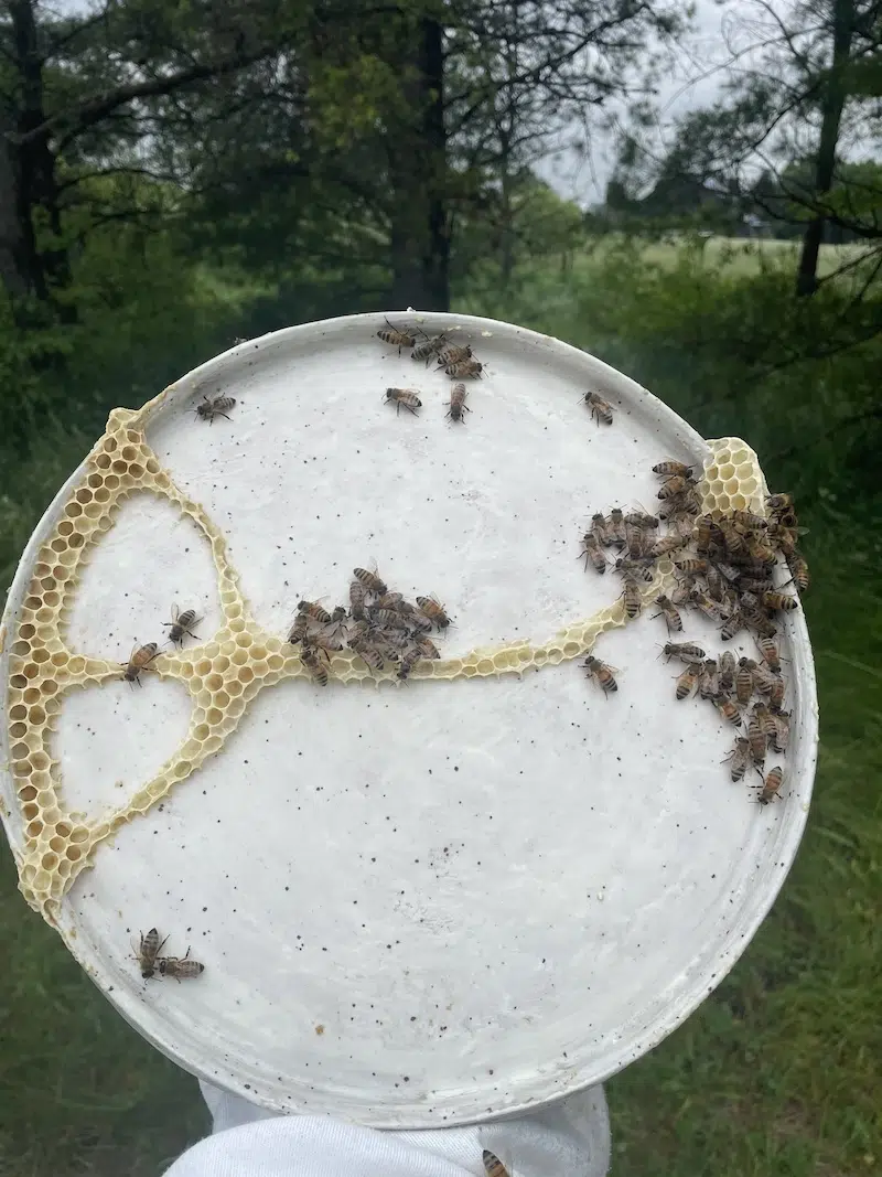 Ava Roth Kintsugi Honeycomb Ceramics