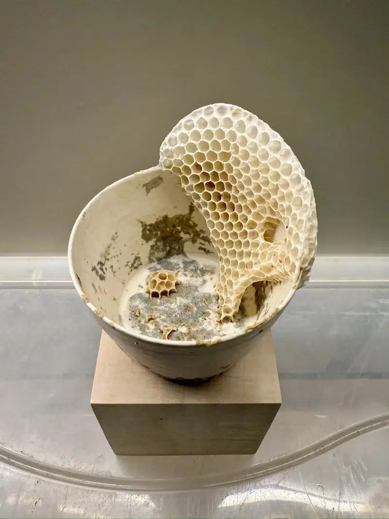 Ava Roth Kintsugi Honeycomb Ceramics