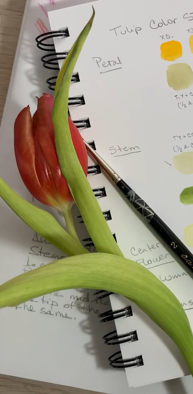 Botanical Watercolors Class on My Modern Met Academy