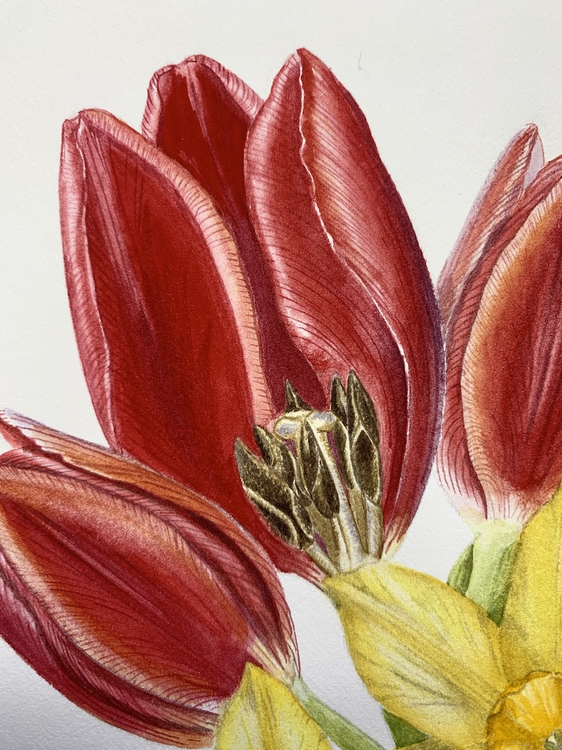 Botanical Watercolors Class on My Modern Met Academy