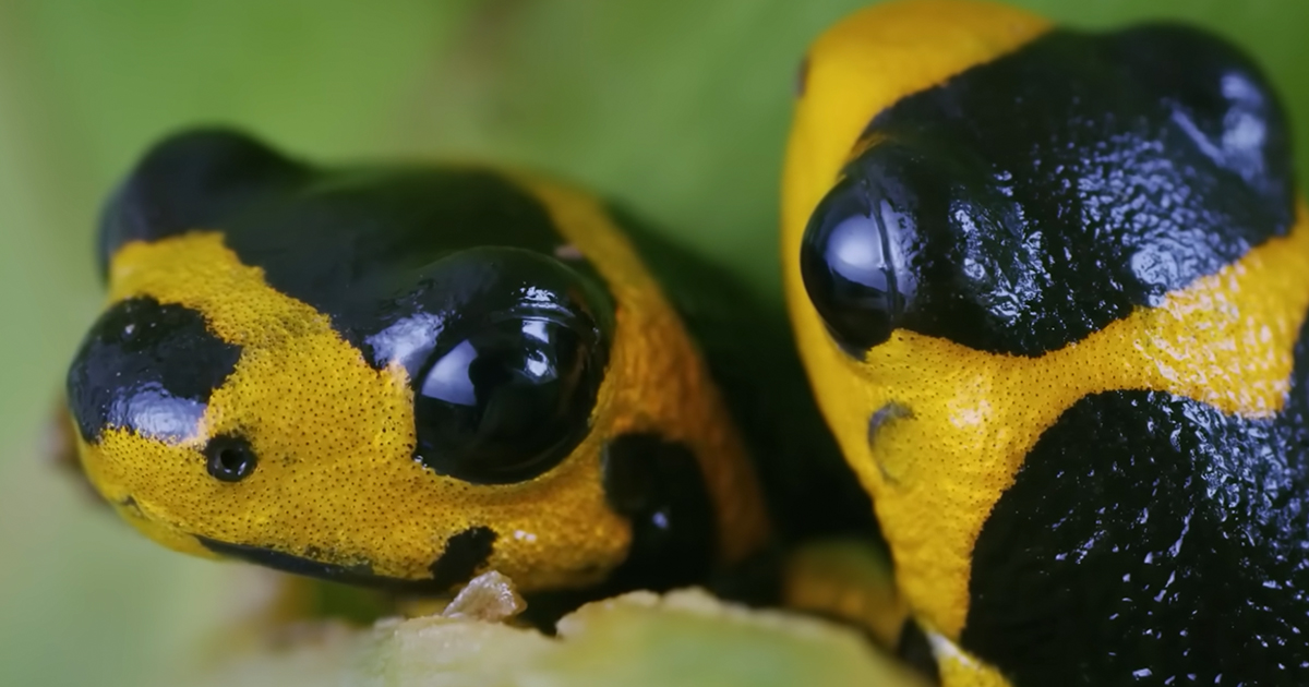 BBC Earth Releases Three-Hour Video Celebrating Sir David Attenborough’s 100-Year Legacy