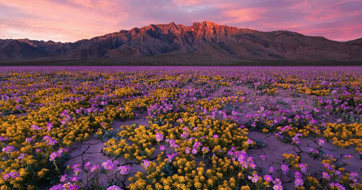 Rare Superbloom in Death Valley Cloaks the Desert Floor in Vibrant Florals