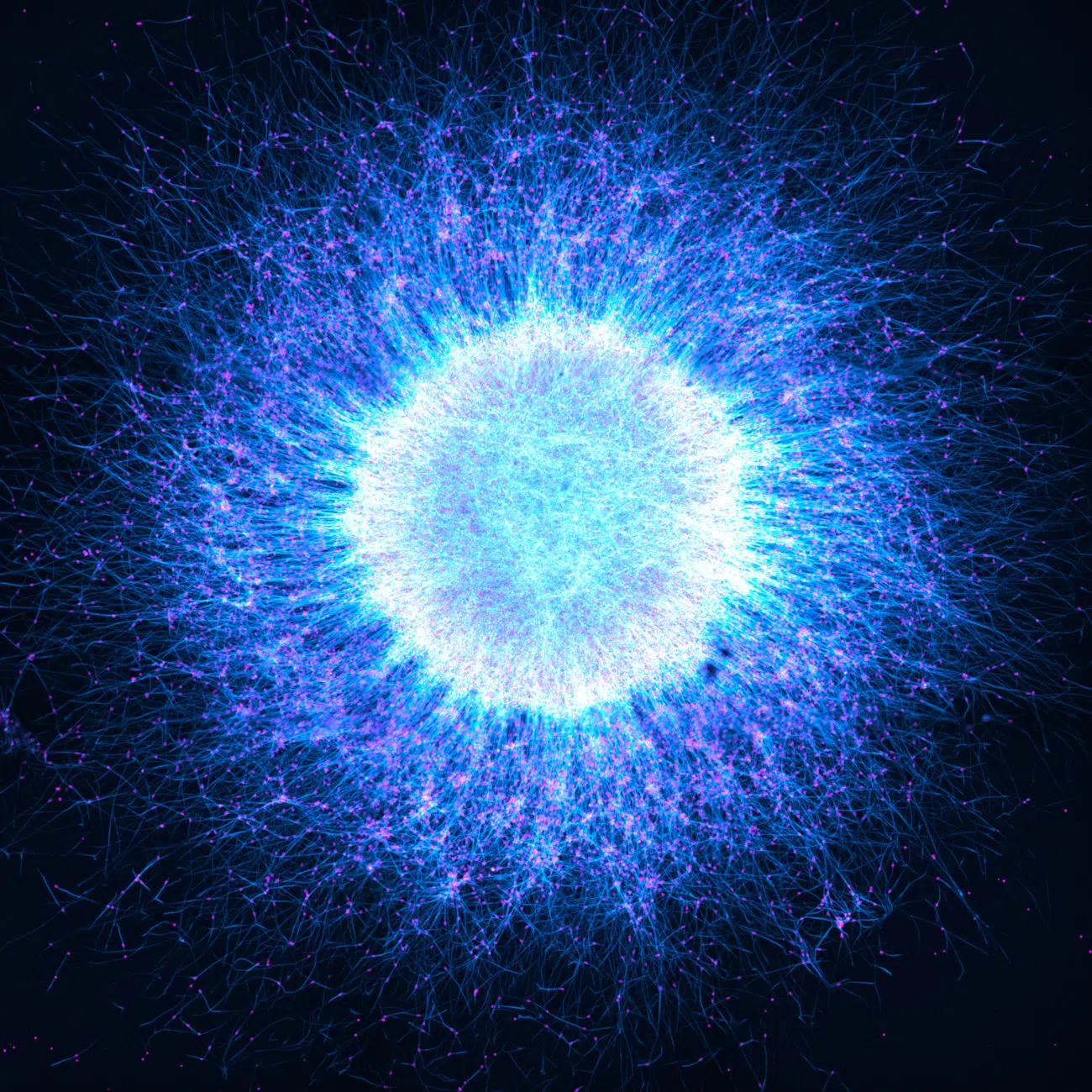 The Global Winner. Induced pluripotent stem cell-derived neurospheres. Captured by Katie Holden of the United Kingdom.