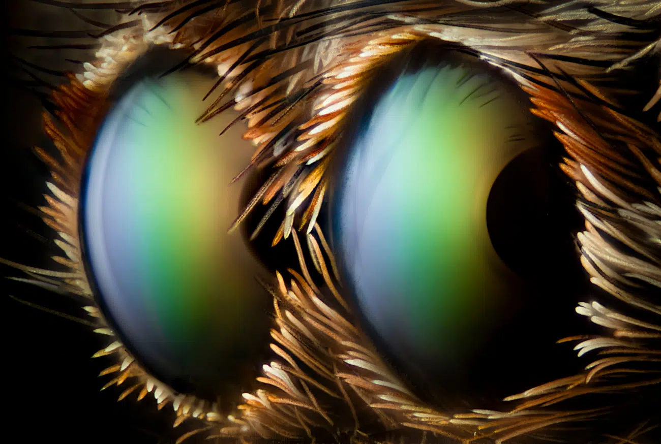 Honorable Mention. Two anterior median eyes of a jumping spider. Captured by Walter Ferrari (Argentina).