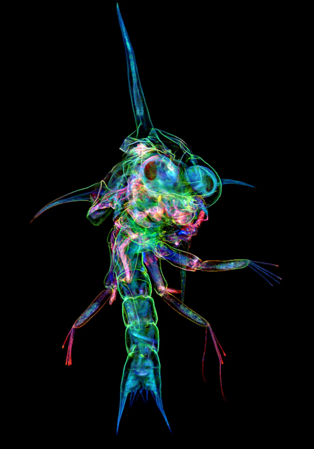 Honorable Mention. Crab zoea. Captured by Tong Zhang (Canada).